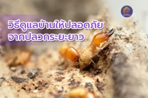 วิธีดูแลบ้านให้ปลอดภัยจากปลวกระยะยาว